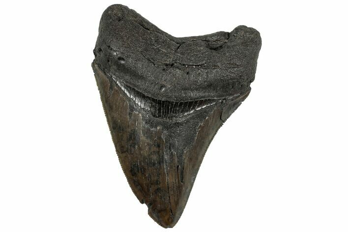 Serrated, Fossil Megalodon Tooth - South Carolina #321812